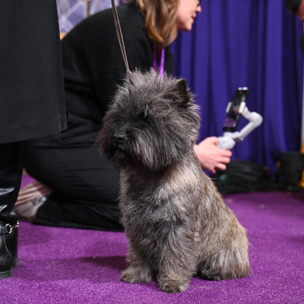 Источник: Bryan Bedder/Getty Images for Westminster Kennel Club