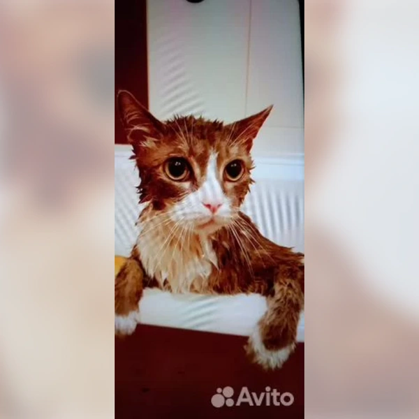 Источник: «Авито»