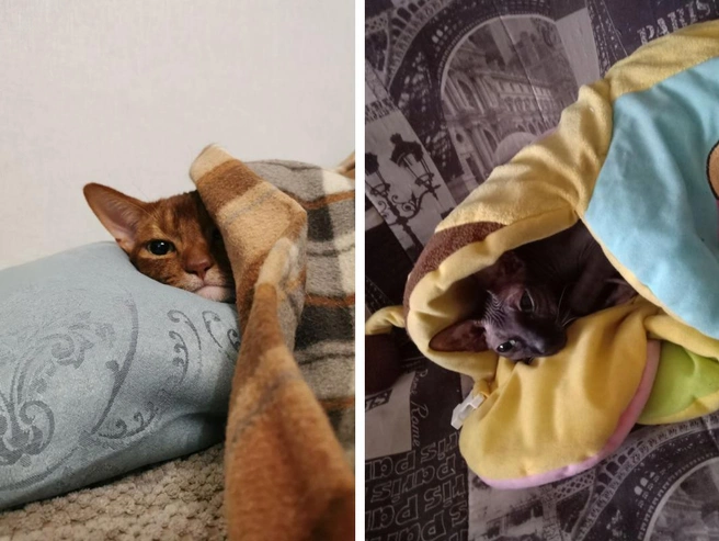 Из-под пледов торчат лишь глаза. | Источник: Надежда / Марина