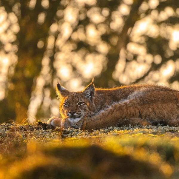 Источник: Ossi Saarinen / Vuoden Luontokuva 2025