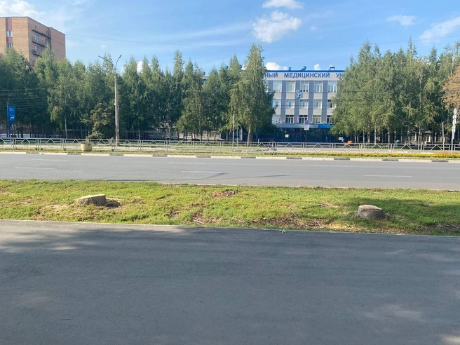 «Напротив медунивера на Гагарина тоже срубили деревья пару месяцев назад»,&nbsp;— рассказала житель Самары | Источник: Xmayana / T.me 