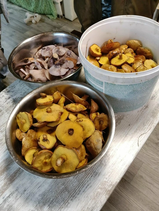 Улов из Воскресенского района Московской области | Источник: Светлана Коновалова / Грибы в Подмосковье 2025 / VK.com