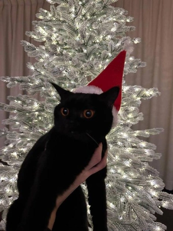 Кошка Хлоя не любит всю эту новогоднюю мишуру, но ради одного кадра согласилась позировать в колпачке  | Источник: читатель НГС 