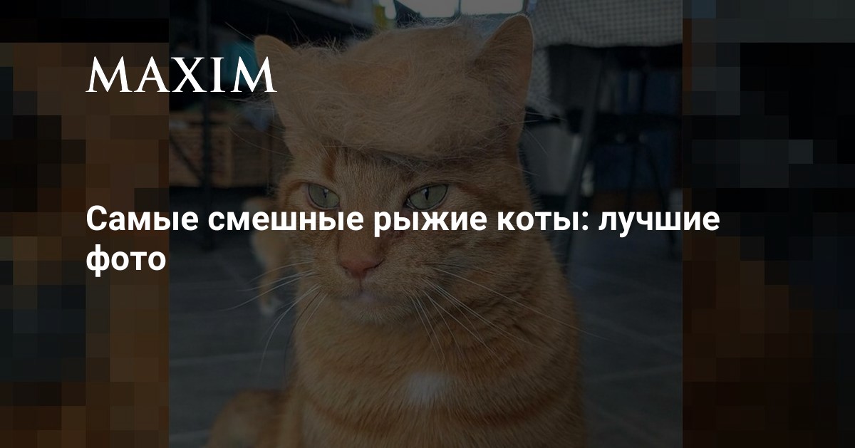 Огненные Хвосты: Топ-20 Самых Забавных Рыжих Котов в Мире!
