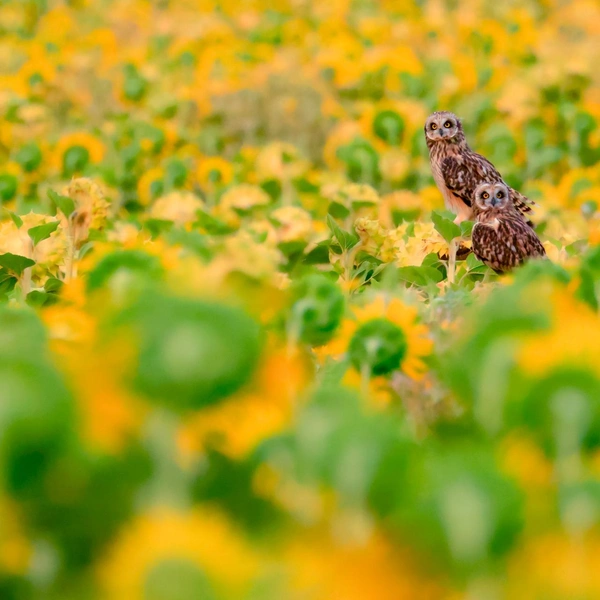 Финалист в номинации «Молодой фотограф» | Источник: Andres Luis Dominguez Blanco / Nature Photographer of the Year 2025