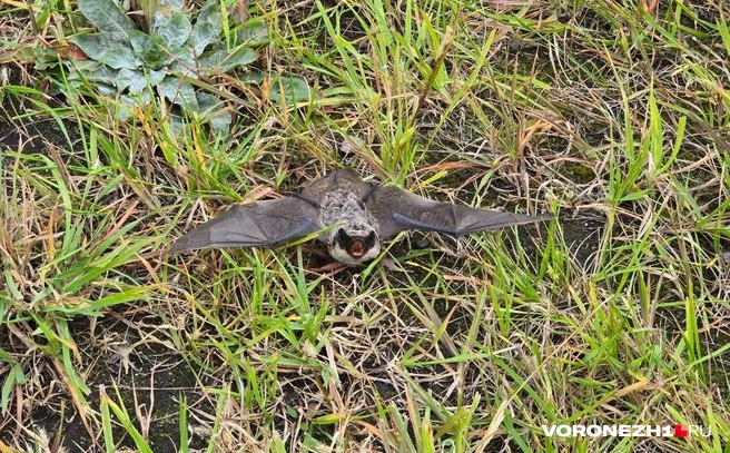 Убегать в панике от летучей мыши не нужно, но и поднимать ее голыми руками не стоит | Источник: читательница Voronezh1.ru