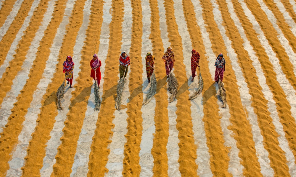 Ровный ряд. Оранжевые зерна. Рис Бангладеш длинный. Бангладеш крупы. 1882 Зерно оранжевое.