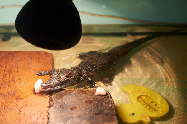 Крокодила Геннадия дворник нашел в контейнере для мусора. Любимое лакомство рептилии – куриные грудки