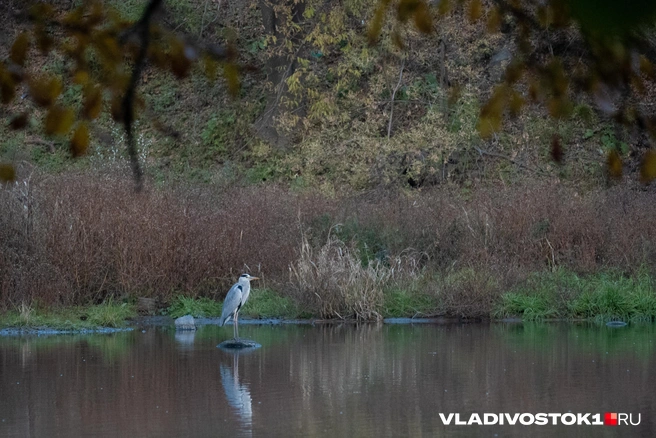 Источник: Елена Буйвол / VLADIVOSTOK1.RU