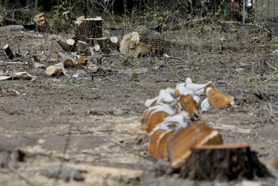 В Челябинске вырубили деревья для строительства высотки