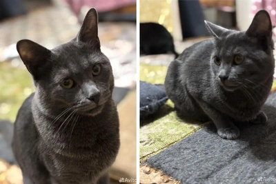 Pedigree cat abandoned in Arkhangelsk after owners break up