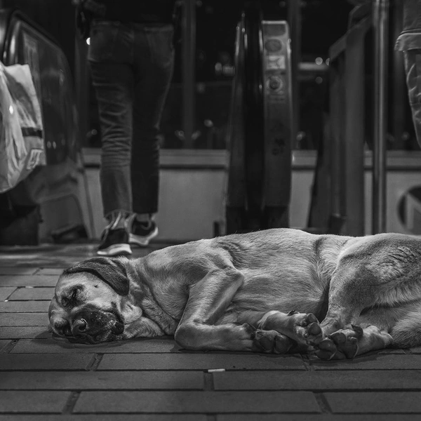 Источник: International Pet Photography Awards