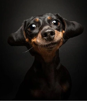 10 самых смешных фото собак за всю историю конкурса Dog Photography Awards