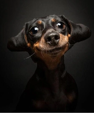 10 самых смешных фото собак за всю историю конкурса Dog Photography Awards