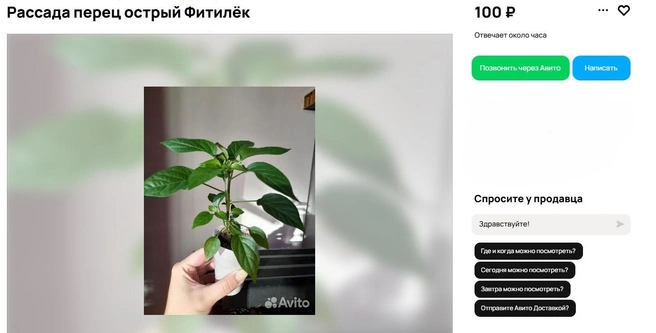 Источник: Avito.ru