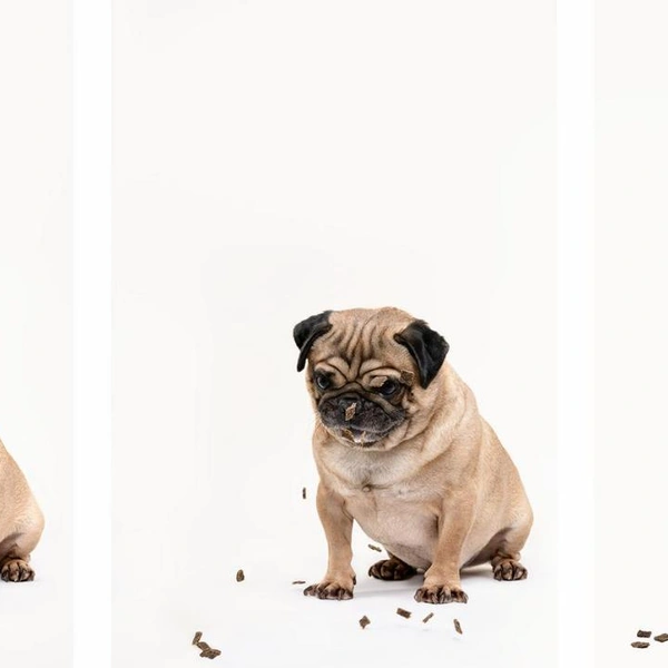 Источник: International Pet Photography Awards