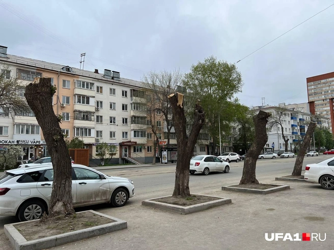 Остались одни стволы | Источник: Андрей Бирюков / UFA1.RU