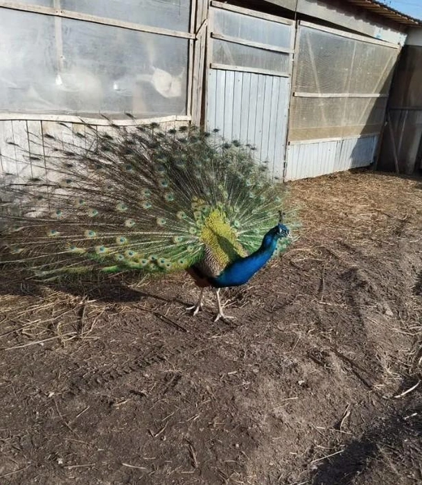 Этого красавца можно купить в Сургуте | Источник: «Авито»