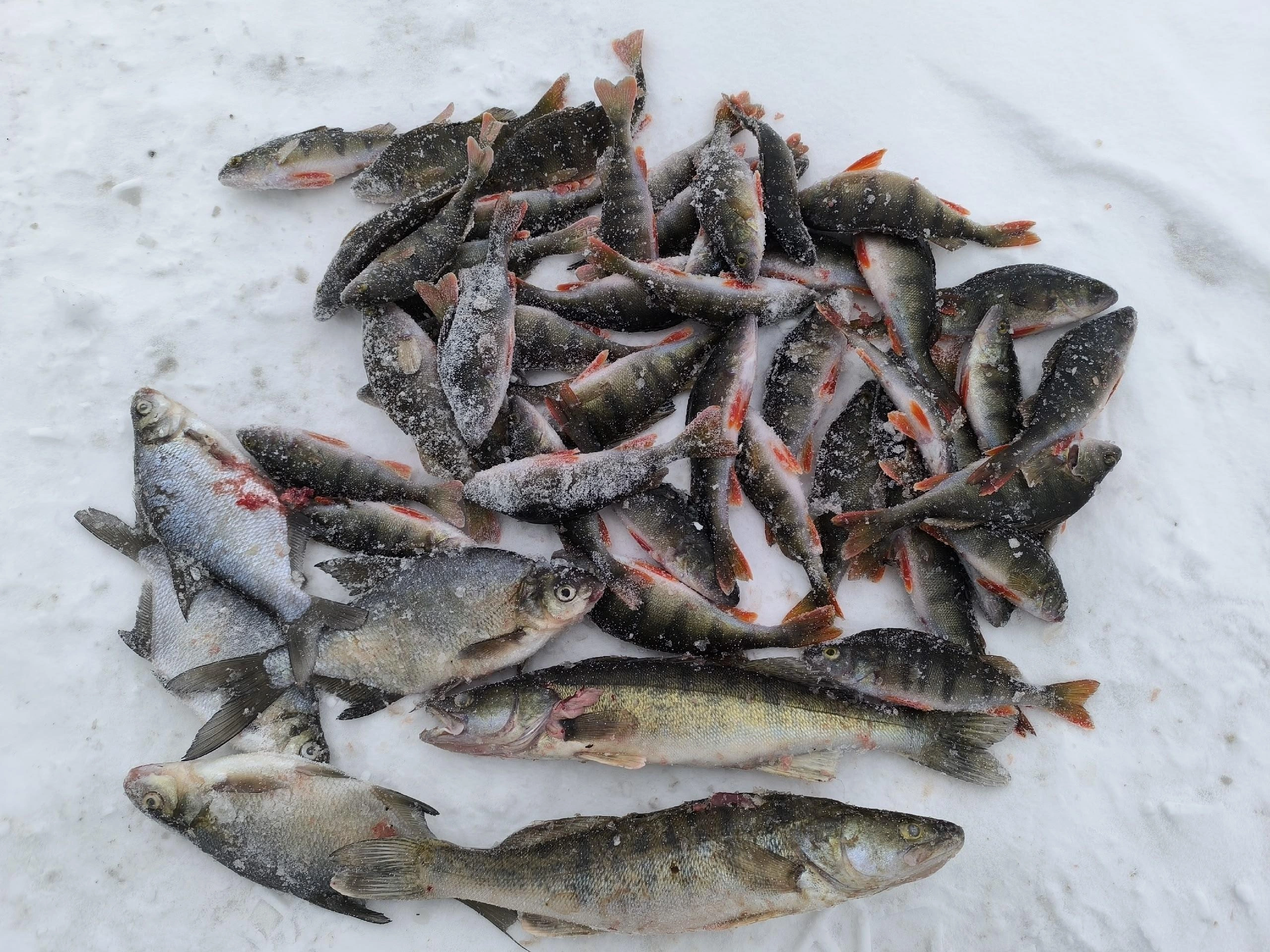 Уральские рыбаки сняли на фото богатый зимний улов в Свердловской области