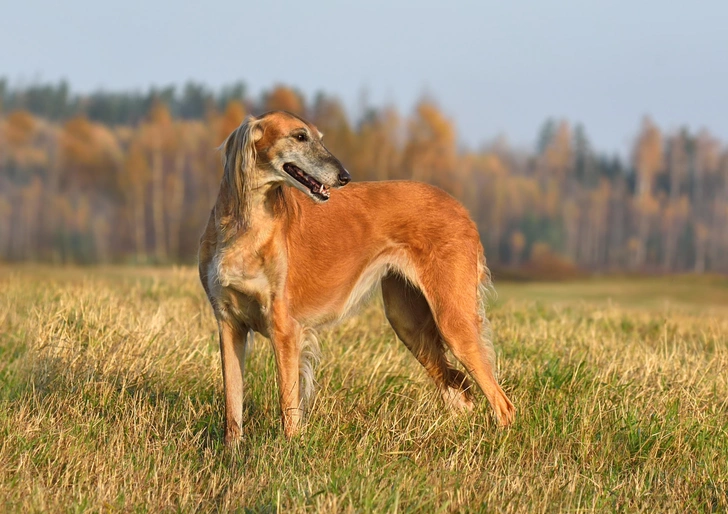 Источник: Natallia Yaumenenka&nbsp;via&nbsp;Shutterstock/Fotodom.ru