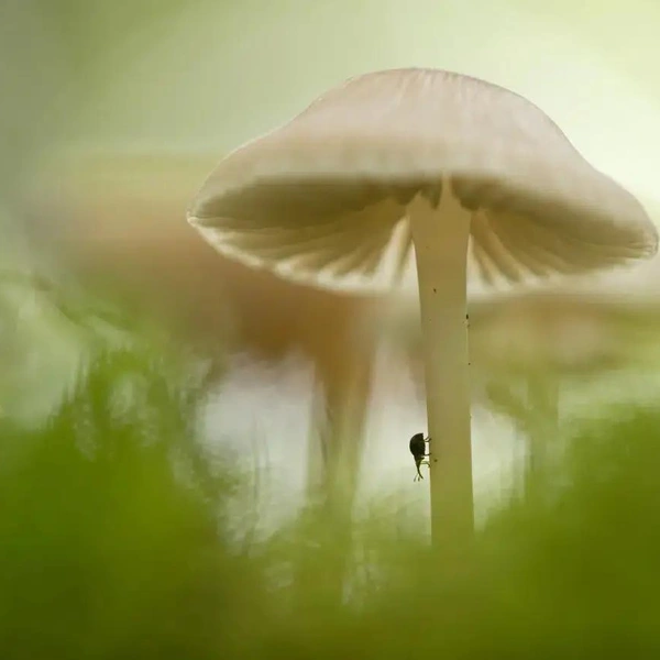 Второе место в номинации «Другие животные» | Источник: Christ Torsten / GDT Nature Photographer of the Year 2025
