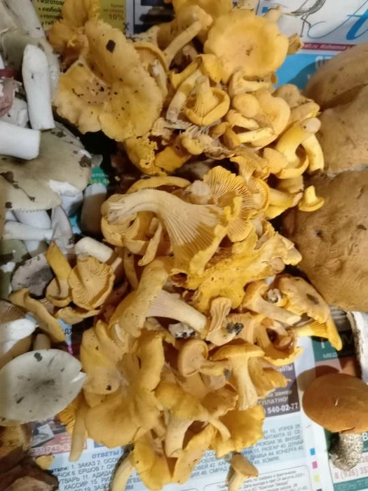 Источник: Ира Сараева / Грибы в Подмосковье 2025 / VK.com