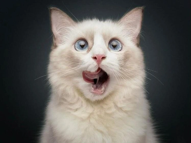 Эксперты выяснили, что лучше одной рыбы на обед могут быть только две рыбы, — вот и те самые эксперты | Источник: comedypetphoto_awards / Instagram.com (экстремистская организация, деятельность запрещена на территории РФ)