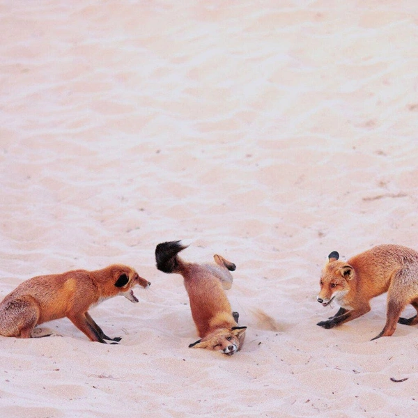 «Парни, смотрите как могу!» | Источник: Paula Rustemeier / Nikon Comedy Wildlife Awards 2025