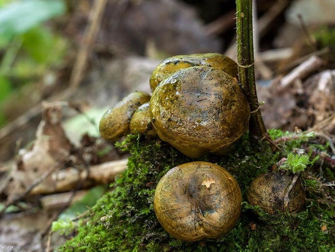 Если чёрный груздь не вымочить, то он будет горчить | Источник: mycology.su