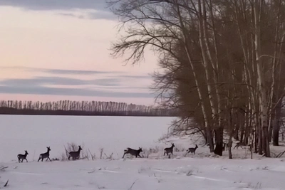 Hunters report mass roe deer deaths as Siberian migration turns tragic
