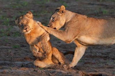 Самые смешные фото животных на конкурсе Nikon Comedy Wildlife Photography Awards 2026