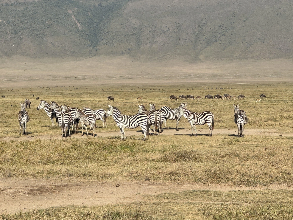 Стадо зебр&nbsp;— это просто восторг | Источник: Эрдня / Личный архив