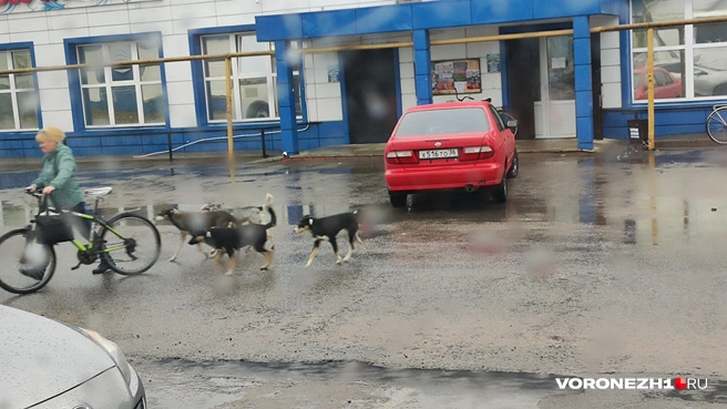 Центр села Лосево — самого крупного в Павловском районе. Это остановка, откуда отправляются междугородние автобусы, вокруг жилые дома, недалеко школа. Проблемы с бродяжками в области есть везде. | Источник: читатель Voronezh1.ru