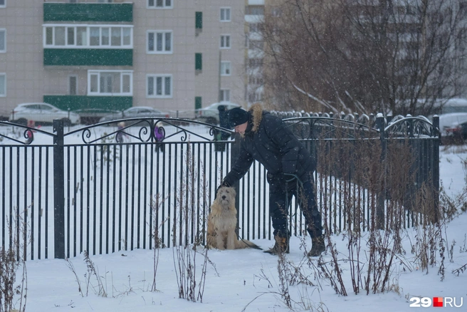 Но обстановка вокруг стояла спокойная: горожане гуляли с собаками и ходили по своим делам | Источник: Иван Митюшёв