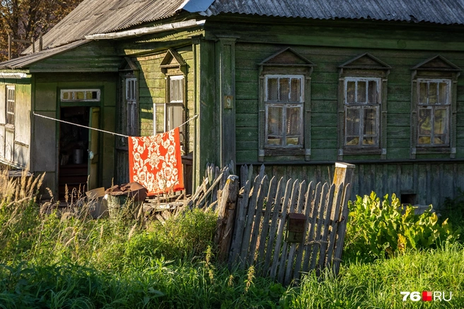 Растение имеет очень большие корни | Источник: Кирилл Поверинов / 76.RU