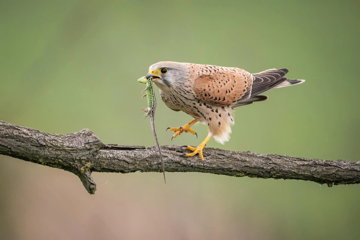 Источник: Petr Simon via Shutterstock/Fotodom.ru