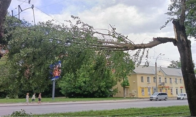 Дерево упало на провода на улице Технической | Источник: читатель E1.RU