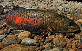 Речной леопард: где и как живет хищная рыба ленок