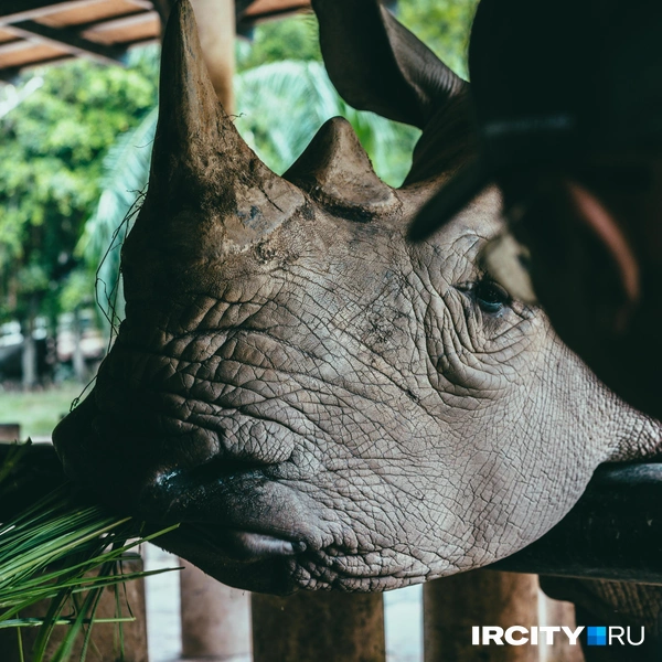 Источник: Алина Ринчино / «ИрСити»