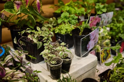 Где купить рассаду и саженцы в Новосибирске до конца апреля