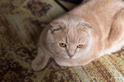 Почему кот будит хозяина ночью и как это исправить