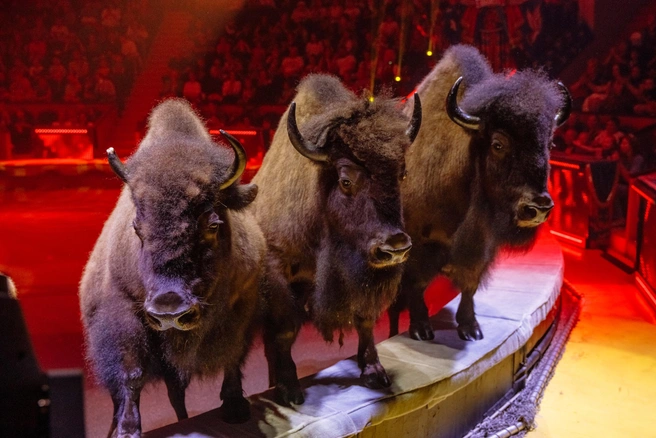 Источник: «Королевский цирк»