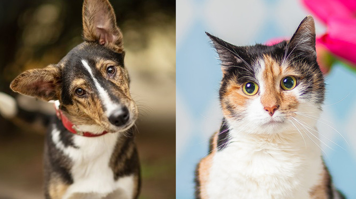 Котопёс недели: кошка Матрёшка и собака Лира