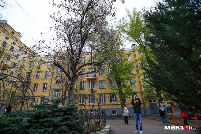 Люди ищут двор в Среднем Кисловском переулке, чтобы полюбоваться и сфотографировать цветущую магнолию | Источник: Артем Устюжанин / MSK1.RU