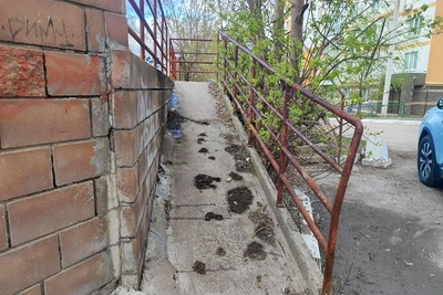 Почему клен из символа озеленения превратился в агрессора