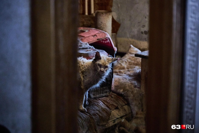 Соседи написали сообщения в группы помощи животным. Однако на момент нашего приезда, кошек в квартире было достаточно много | Источник: Роман Данилкин / 63.RU