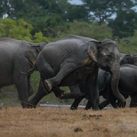 Объявлены результаты конкурса Nature inFocus Awards 2025: взгляните на работы победителей