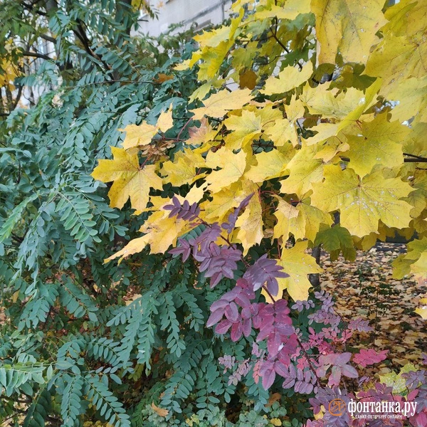 Источник: читатель «Фонтанки»