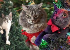 Кошки против елок: 35 милейших попыток уничтожить Новый год — фото