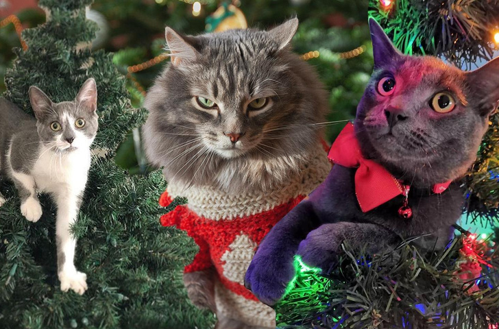 Кошки против елок: 35 милейших попыток уничтожить Новый год — фото